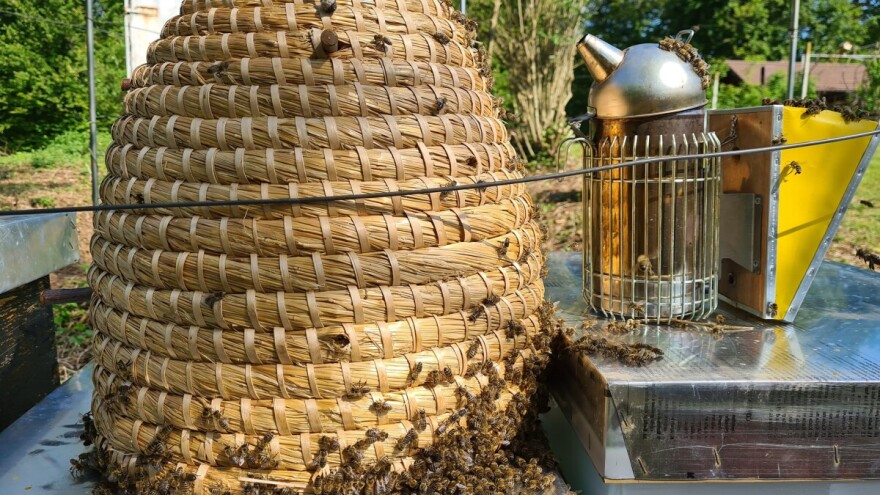 Kolovoz označava početak nove pčelarske godine - na što obratiti pažnju?