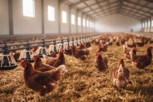 Za izgradnju peradarnika 3,3 milijuna kuna