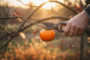 Za jedan plod kakija i nekoliko eura!
