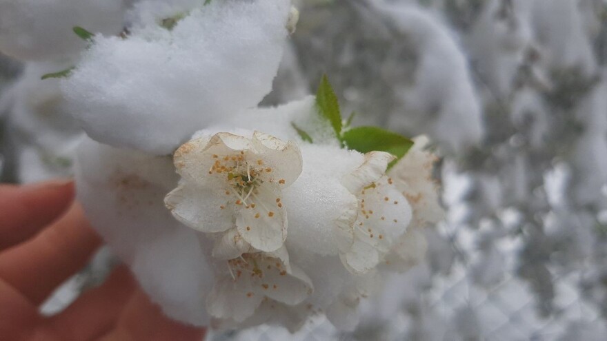 Kritični dani: Upitna sudbina ovogodišnje proizvodnje voća