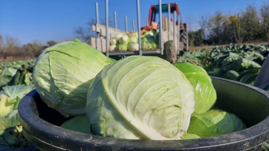 Pionir u uzgoju kupusa, glavice prodaje sa njive - šta je tajna proizvodnje?