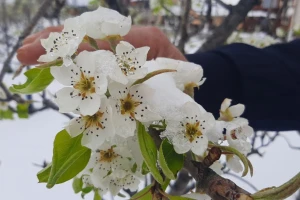 Voćari strepe od mraza, zaštitare brine izostanak oprašivanja