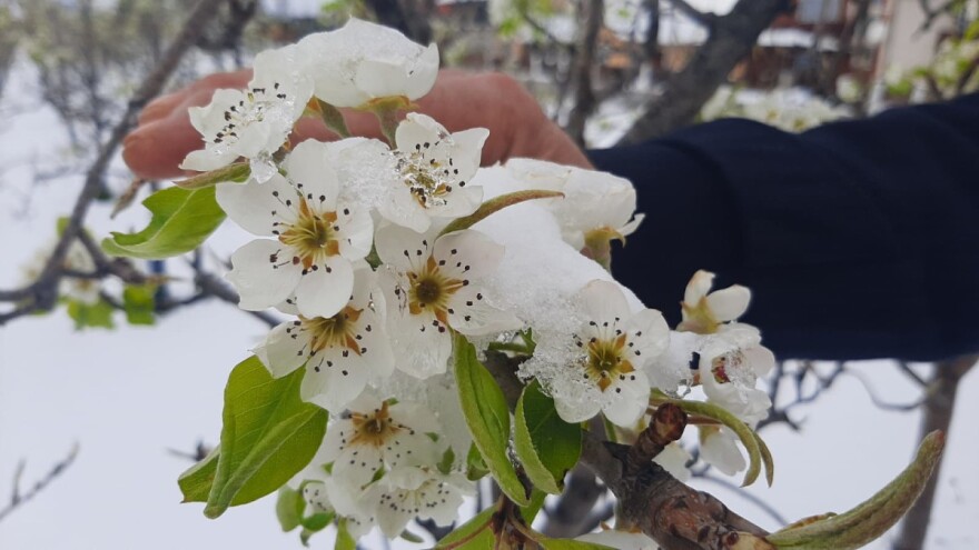 Voćari strepe od mraza, zaštitare brine izostanak oprašivanja