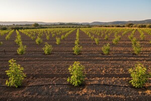 Za nasad trešanja i smokava 800.000 kn iz IPARD-a