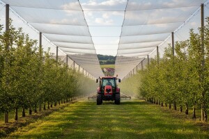 Za nasade jabuka 285  tisuća kuna