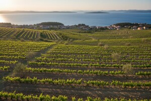 Za nove nasade 600.000 kuna