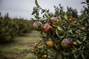 Za otučene mandarine dobili "siću"