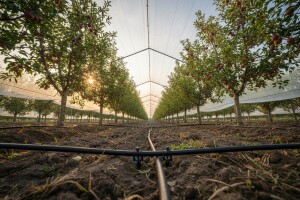 Za poljoprivredu još 130 miliona dinara