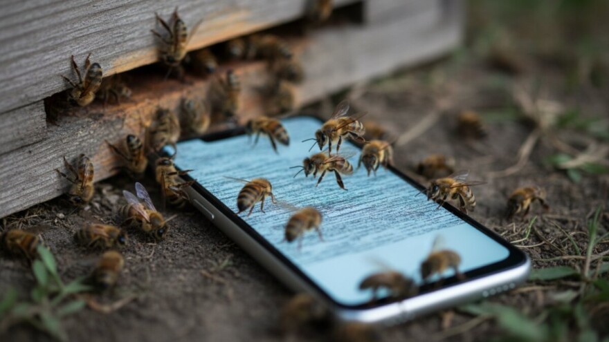 Za pomor populacije pčela krivi su mobiteli!