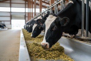 Za pravilnu ishranu krava pratiti faze laktacije!
