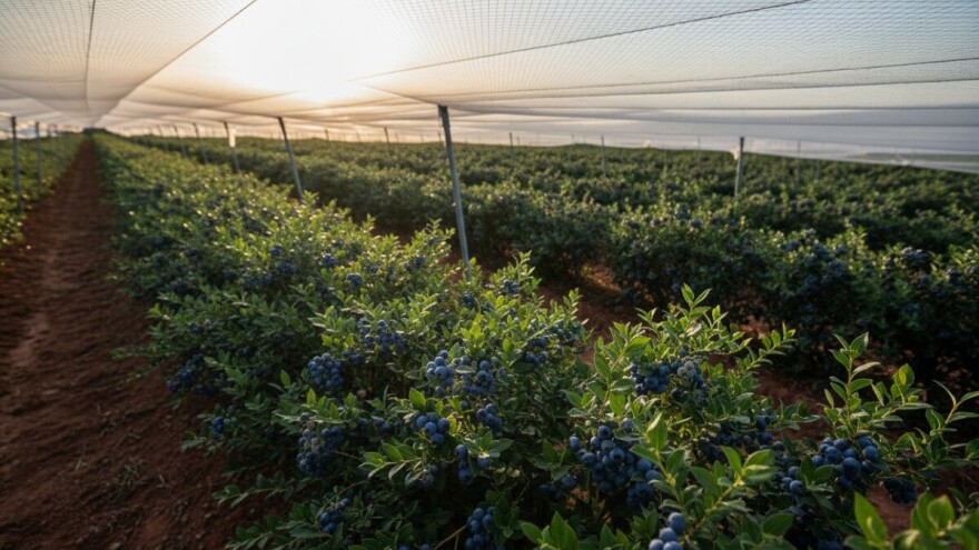 Za protugradnu zaštitu 142 tisuće kuna