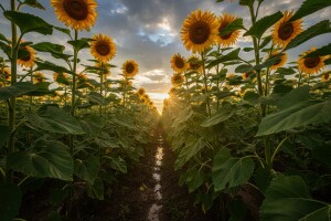 Za suncokret dobra godina