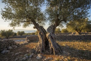 Za uređenje Lunjskih maslinika 1,6 milijuna kuna