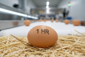 Za Uskrs dovoljno jaja iz domaće proizvodnje