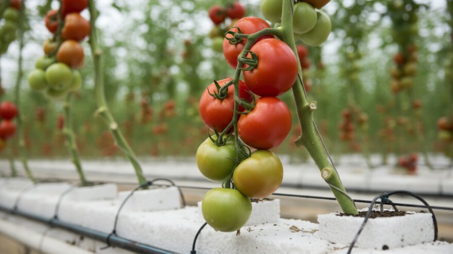 Za Uskrs prve rajčice iz Eurovoća