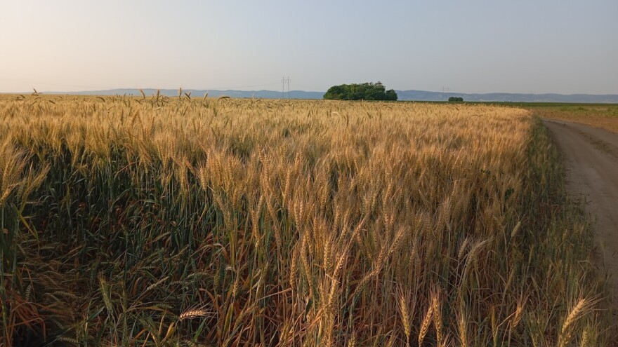 RHMZ: Umerena i jaka suša u većem delu zemlje