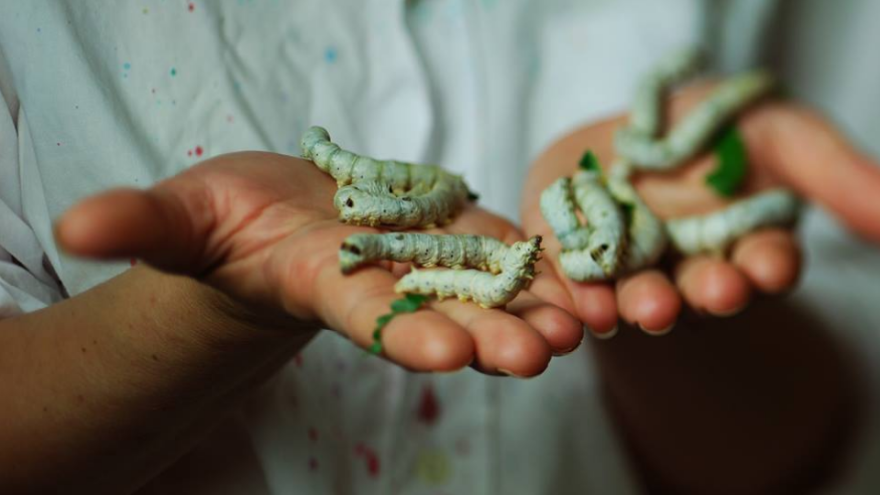 Dudov svilac kao kućni ljubimac