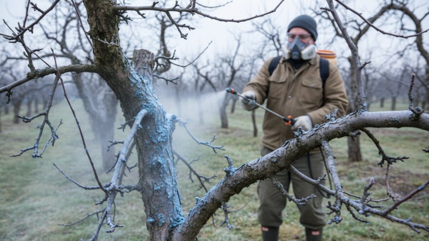 Za zdravo voće najvažnije je zimsko prskanje
