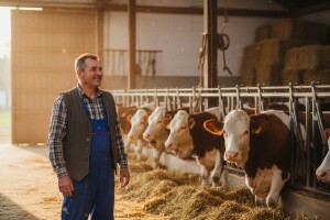 Žabari poznati po tovnom govedarstvu