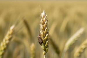 Zabilježena pojava žitnih stjenica u Podravini