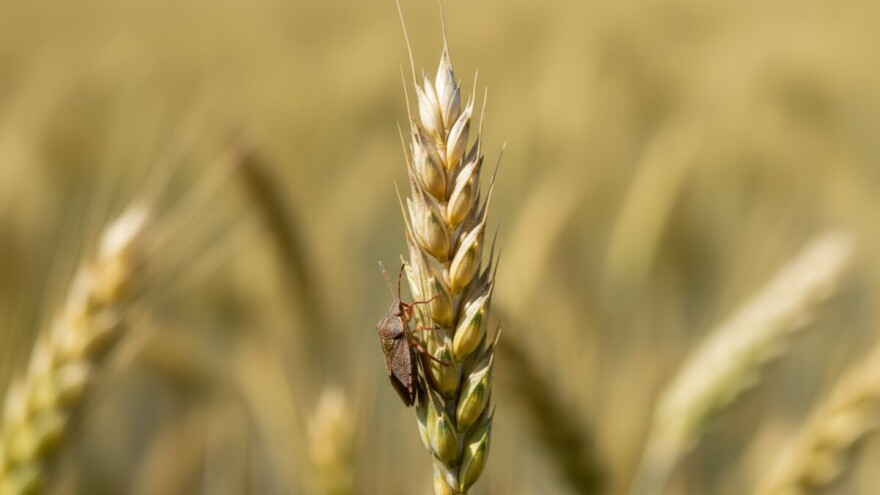 Zabilježena pojava žitnih stjenica u Podravini