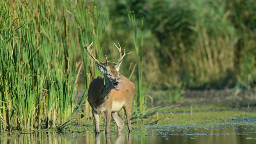 Privremena zabrana lova divljači