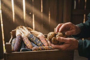 Zabrana uzgoja GMO zbog očuvanja tradicionalne kulture