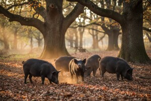Zabrana žirovanja svinja uništila tradiciju uzgoja