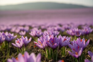 Začin vrijedan zlata, pučki lijek