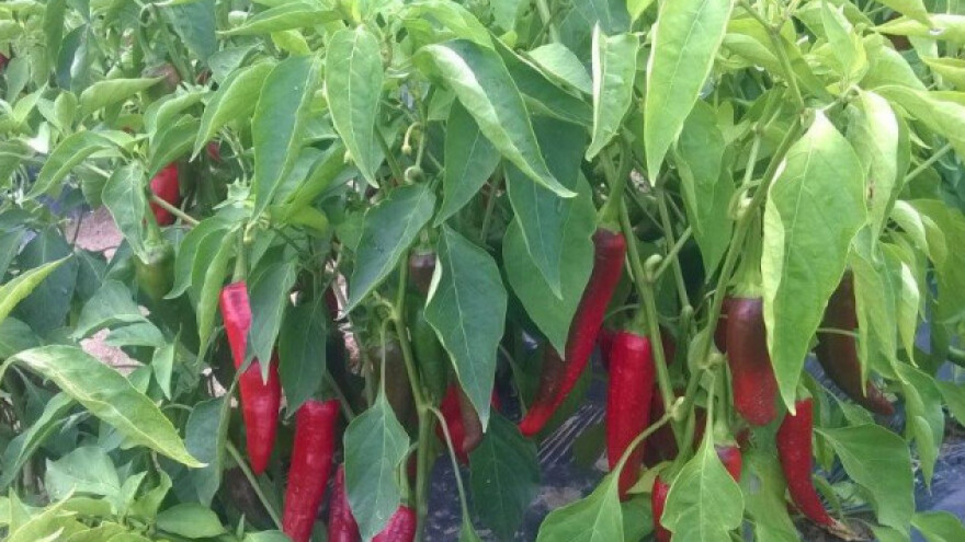 Posjetite Šaframov Dan Paprike