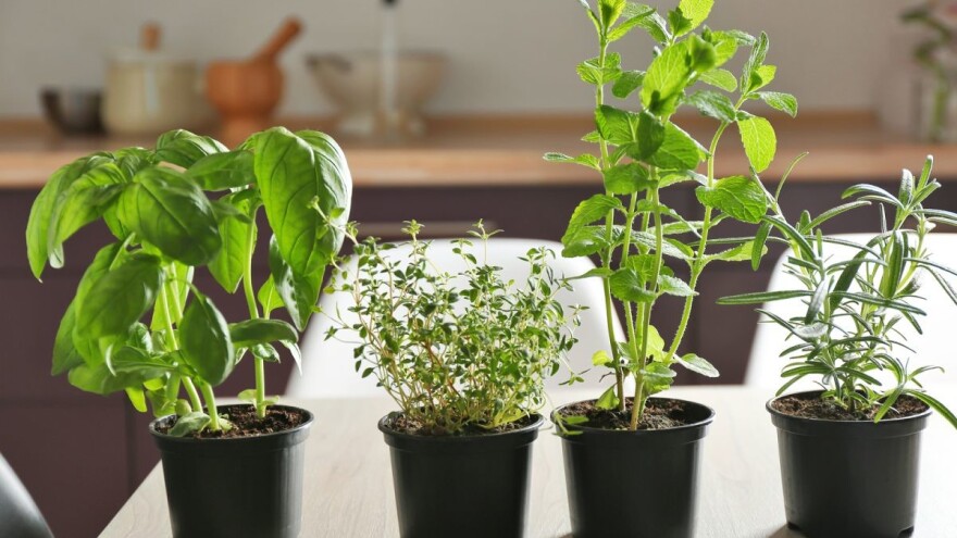 7 višegodišnjih biljaka koje možete sada posaditi