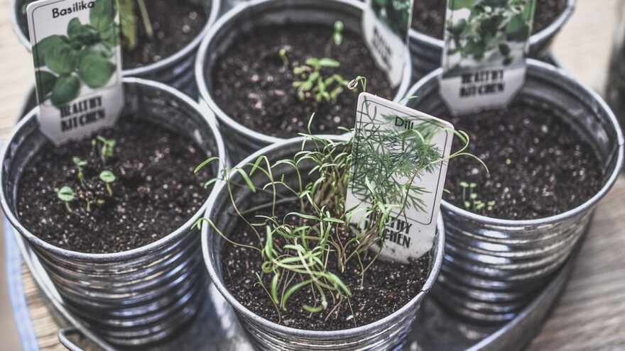 Začinsko bilje koje bi trebalo da posadite