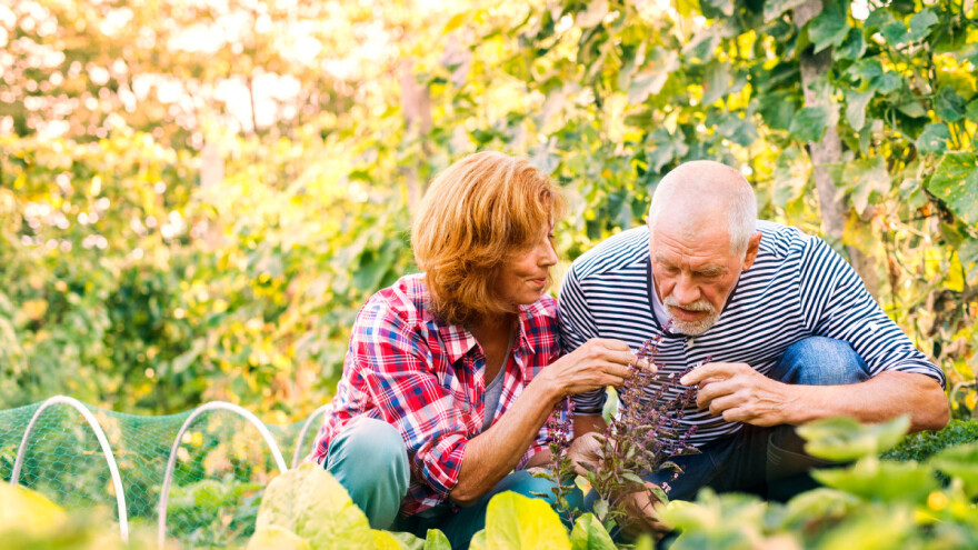 Začinsko bilje i povrće - dobri susjedi u bašči