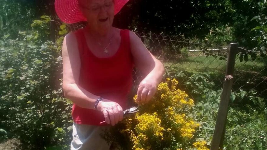 Začinsko bilje za zimu sačuvajte u ulju, u soli ili sušenjem