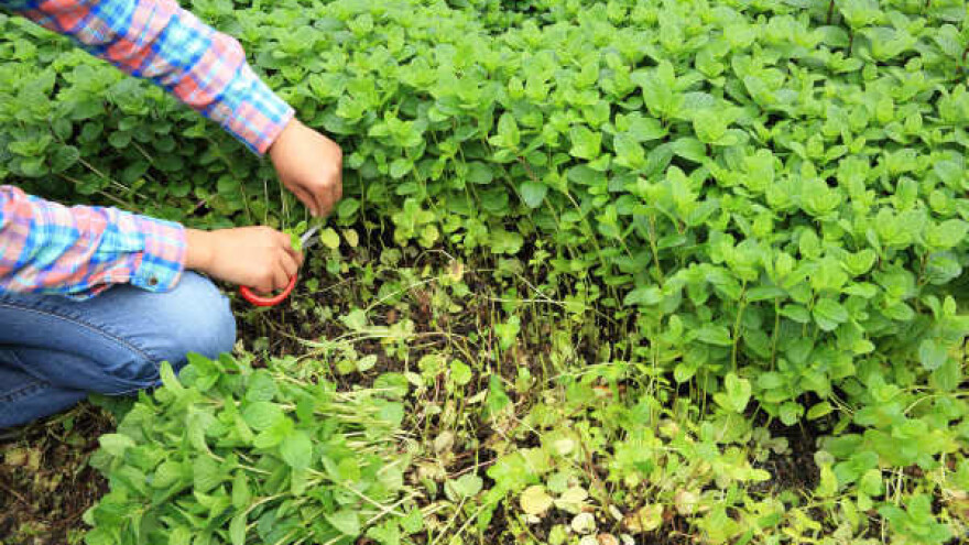 Neobičan svijet začinskog i ljekovitog bilja