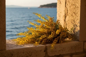 Zadar sjedište sredozemnog bilja i raslinja Flora art
