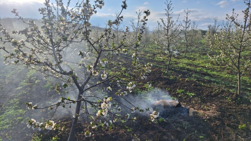 Mraz i narednih dana,  bolesti prete voćkama u cvetanju
