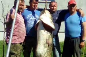 Som od 80 kg im vukao čamac, svladan na Puškašu