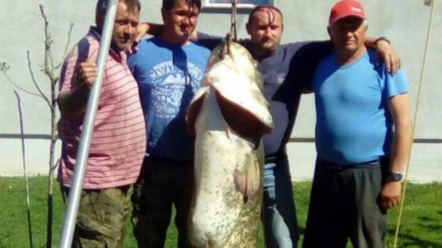 Som od 80 kg im vukao čamac, svladavali ga 2 sata!