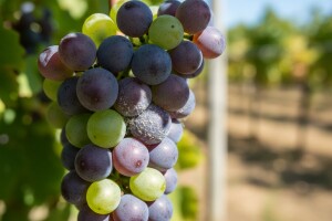 Zadnje zaštite vinograda od biljnih bolesti!