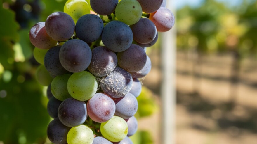 Zadnje zaštite vinograda od biljnih bolesti!