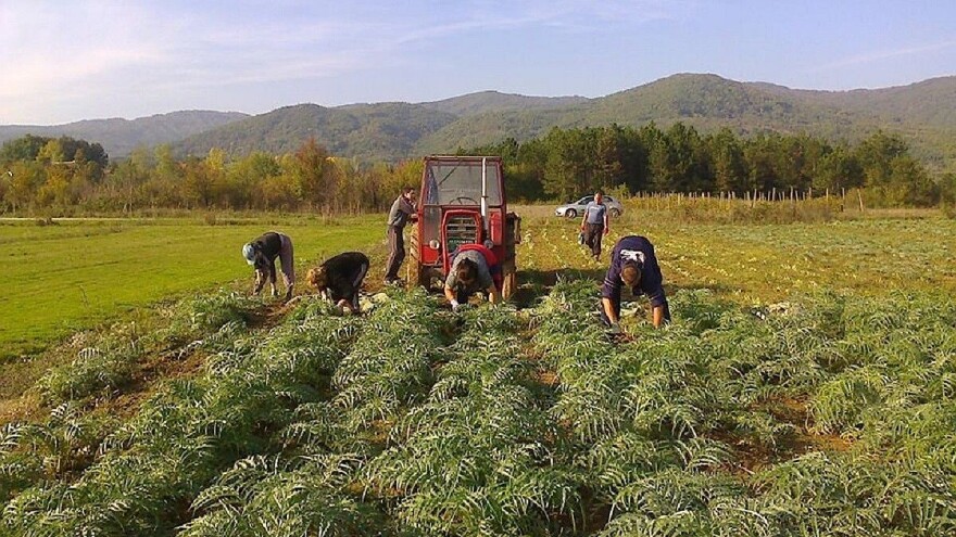 U protekle dve godine u Srbiji osnovano 430 novih zadruga