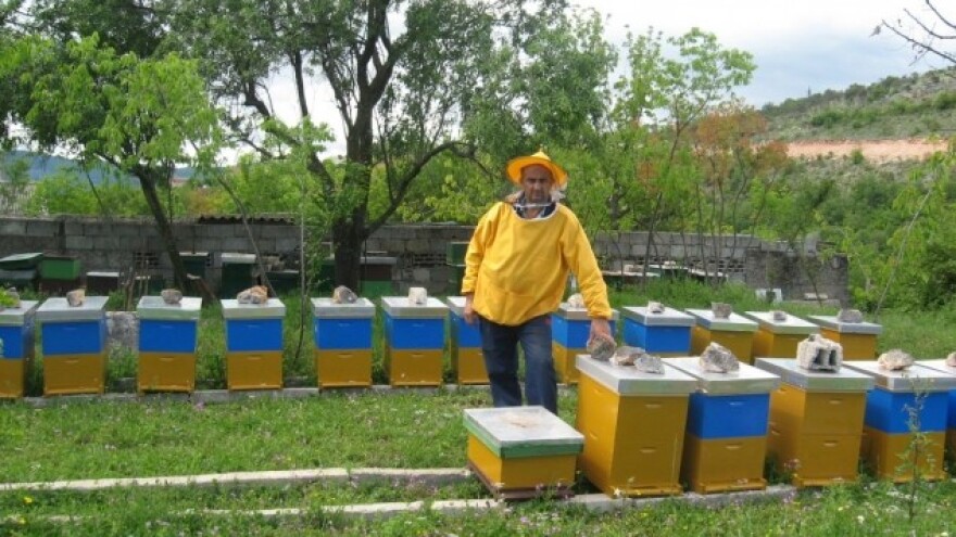 Što više košnica, više i uboda - i manje reuma!