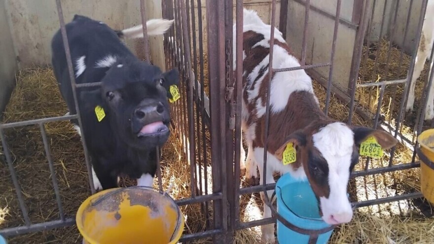 Kada se farmeri udruže: Krave pasu na jednoj livadi, otkupna cena mleka veća!