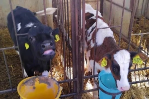 Kad se farmeri udruže: Krave pasu na jednoj livadi, otkupna cijena mlijeka veća