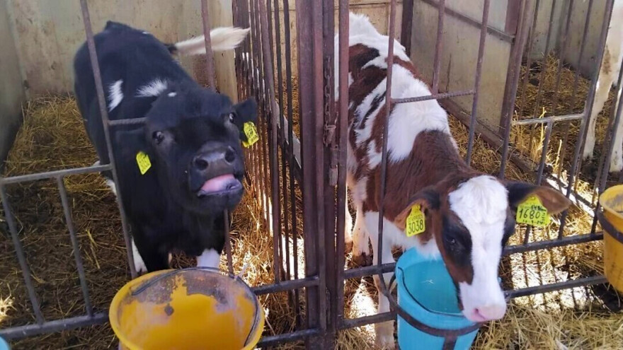 Kad se farmeri udruže: Krave pasu na jednoj livadi, otkupna cijena mlijeka veća