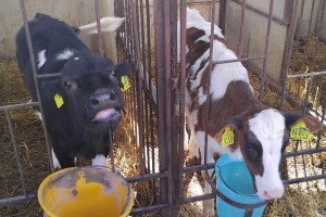 Kad se farmeri udruže: Krave pasu na jednoj livadi, otkupna cijena mlijeka veća!
