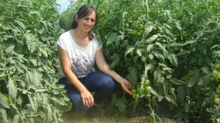 Proizvest ćemo 60 tona rajčice!