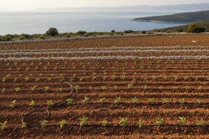 Zadrugarske smokve, masline i vinova loza
