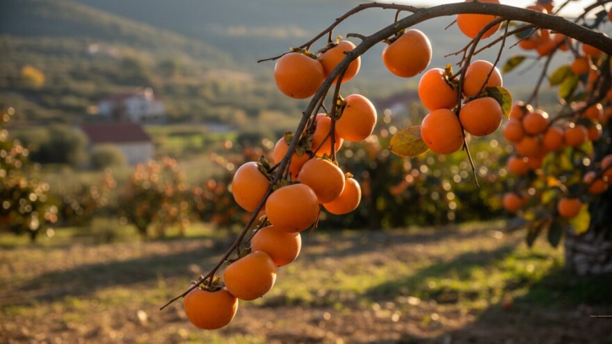 Zagora pogodna i za egzotično voće!